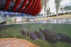 Inauguração do Bioparque Pantanal impulsiona o turismo em Campo Grande MS