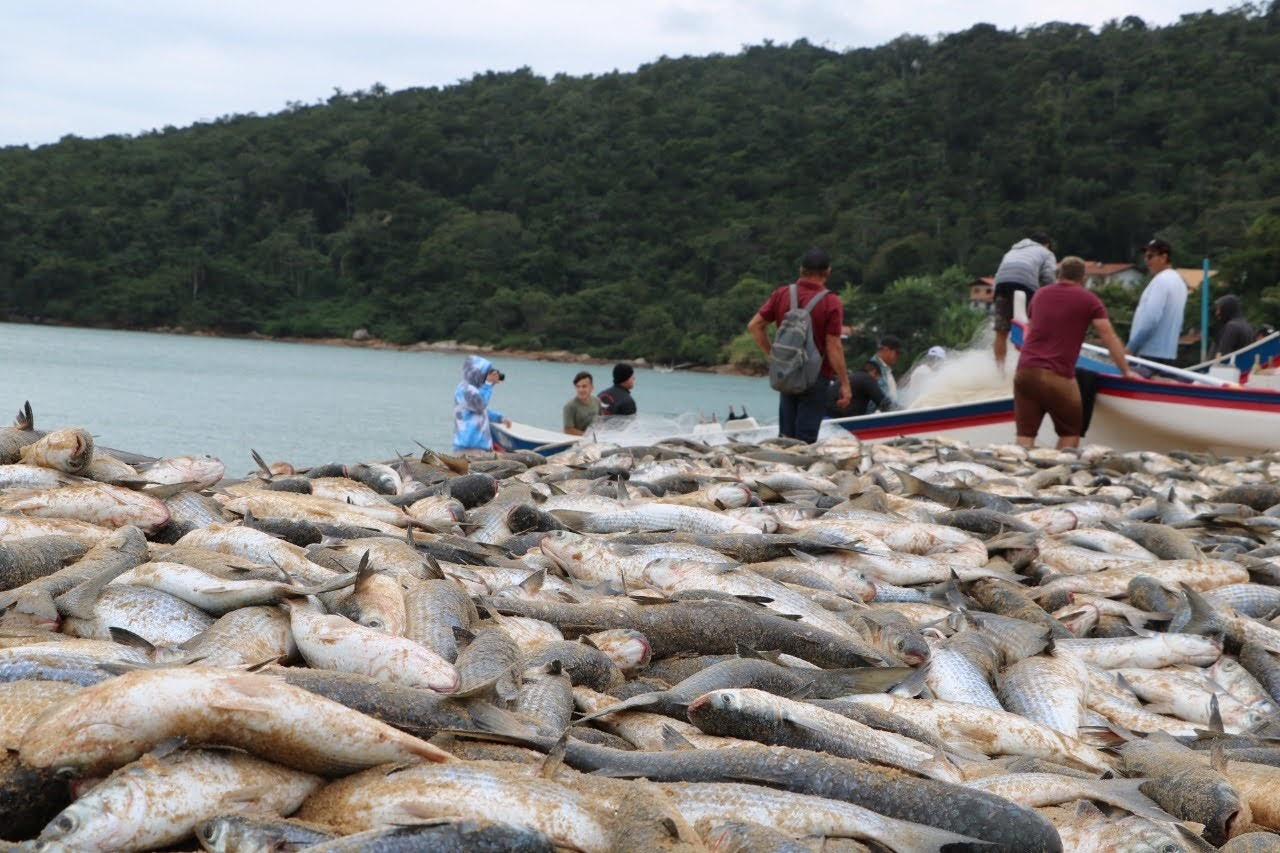 Temporada da tainha movimenta turismo gastronômico em Balneário