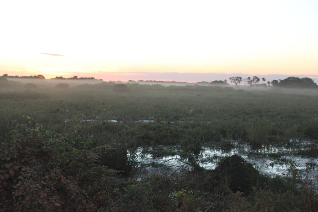 Amanhecer no Pantanal