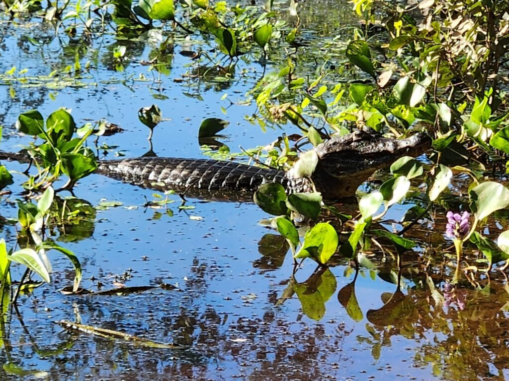 Jacaré do Pantanal