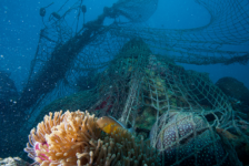 Novotel anuncia parceria para proteção do oceano com a WWF