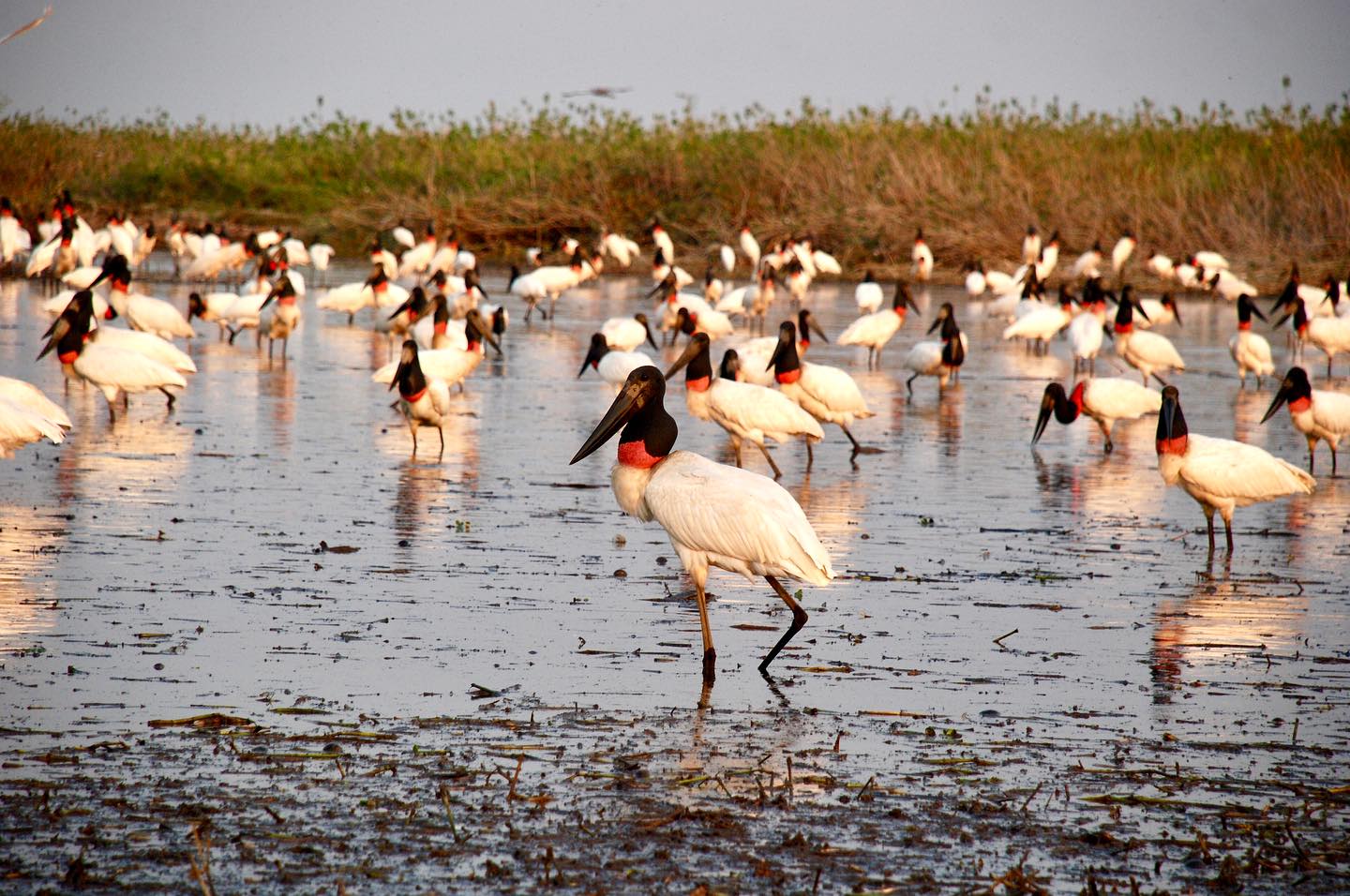 Obervacao da vida silvestre 1 Veja dicas de ecoturismo e turismo de aventura para os feriados de 2025