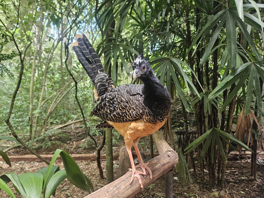 Mutum de penacho fêmea