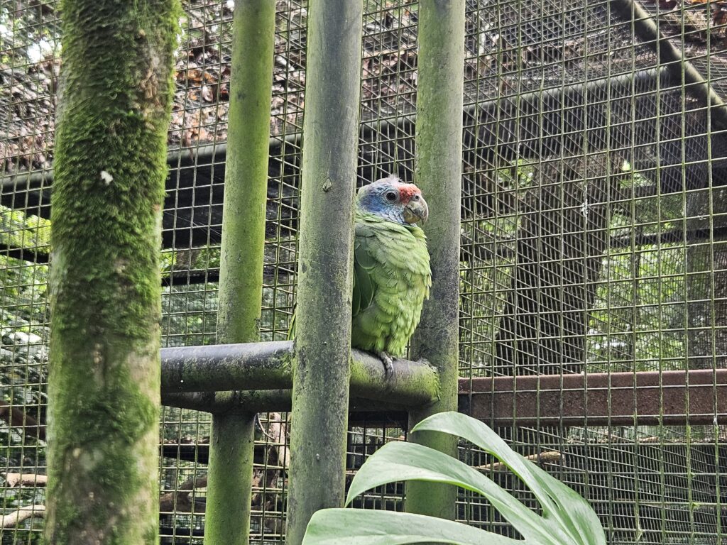 Papagaio-de-cara-roxa