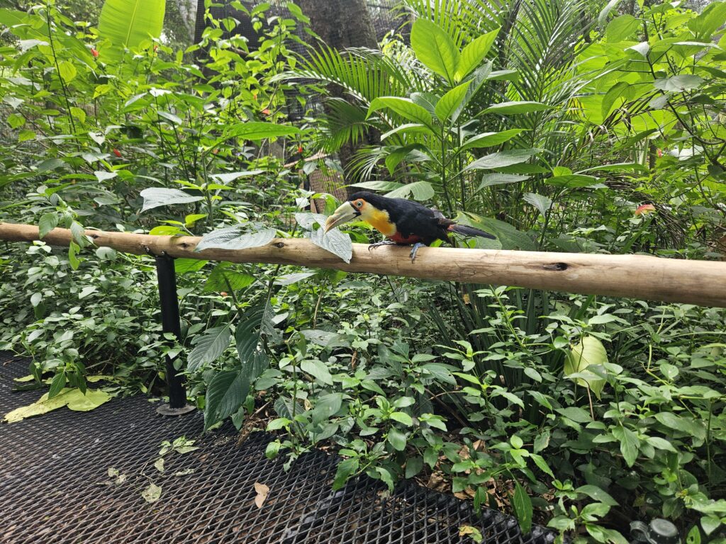 Tucano de bico verde