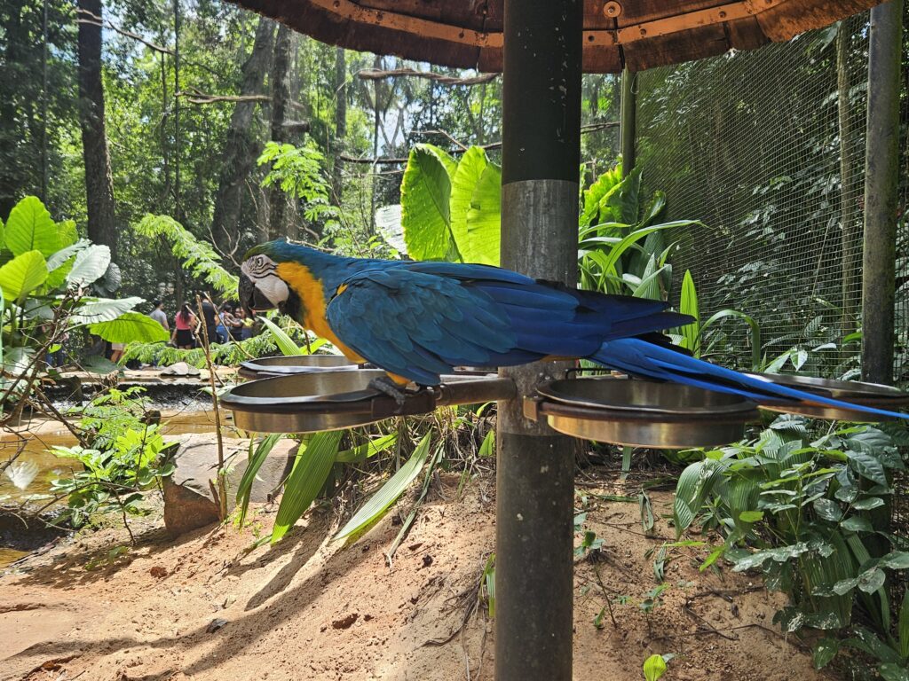 Arara azul